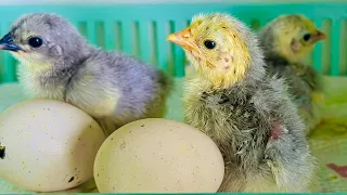 artificially hatching chicks π£#hatchingchicks #chicksfirstday #chicken #chickenlovers #cutechicks