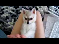 Cute Puppy GIF