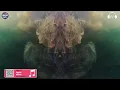 528 Hz 🧠 Nervous System Reset • Deep Healing Frequency for Anxiety Relief | 1 Hour Meditation Music