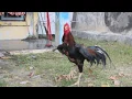 Download Lagu Suara Ayam JAGO Luar Biasa Kukuruyuk.. PART 5
