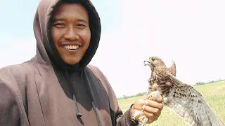 Download REAL❗CARA MENANGKAP BURUNG ALAP-ALAP CASTREL. #burungelang #alapalap #alambebas #videoyoutube MP3