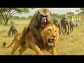Download Lagu WILD SAVANNAH: RISE of the BABOON TROOP Against the Lions of the Grasslands | Wildlife Documentary