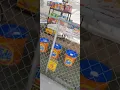August 4th Walk to elite staffing 55th Dan Ryan woods and stores part6