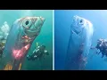 Download Lagu Giant Oarfish 🐟 You Won’t BELIEVE Its Size!