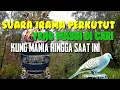 Download Lagu Suara Merdu Perkutut Bangkok Manggung #perkututsuarakristal #perkututbangkok #perkututsuaramerdu