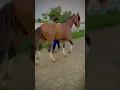 Download Lagu Horse lover🐴🐴❤ butt club khepranwala viral🔥💯viral page💯 #horse channel ko subscribe kar de💯