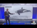 Orcas launch out of Monterey Bay during dolphin hunt