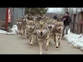 Download Lagu U.S. Releases 14 Canadian Wolves Into the Wild and Saves $94 Billion