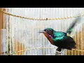 Download Lagu SUARA MASTERAN BURUNG KOLIBRI WULUNG GACOR