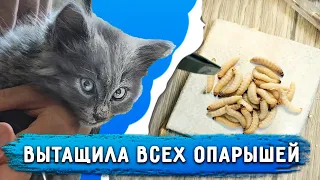 Вытащила всех опарышей ВРУЧНУЮ. Капли не помогли, черви стали сильно больше. Тина пошла на поправку.