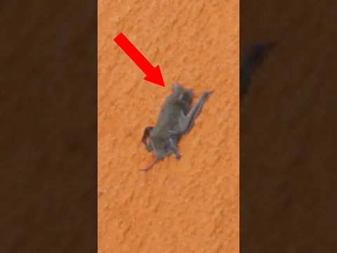 The Legend of Space Bat
