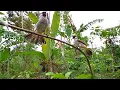 Download Lagu WAW RAJA KUTILANG DATANG... Dan  kumpulan momen tegang saat mikat burung kutilang