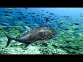Download Lagu IKAN GIANT TREVALLY BESAR BERHASIL DI TAKLUKKAN 