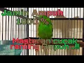 Lagu masteran cucak ranting/cucak rante||di jamin ampuh || langsung nyaut !