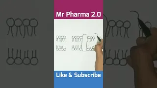 Cell membrane Diagram Easy