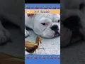 Download Lagu Hindi dubbed funny #animals #funnyanimals #comedy