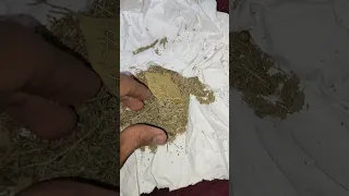 عشبة قوية ستدمر سحرك في رأس السنة الجديدة اكسبلور روحانيات علاج 