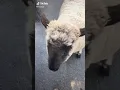 Beep Beep I’m A Sheep | Tik Tok Clip