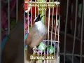 Download Lagu BURUNG KASO KASO GACOR COCOK UNTUK  MASTERAN MURAI CAK IJO  PANCINGAN BURUNG BAHAN AGAR CEPAT GACOR