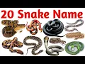 Learn 20 Sea Snake Names Fun Ocean Reptiles Learning for Kids English Vocabulary