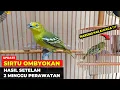 Download Lagu UPDATE SIRTU HASIL OMBYOKAN❗SUDAH MULAI TERLIHAT MENTALNYA❗