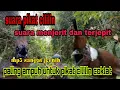 suara pikat burung cililin menjerit kejepit #2023