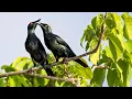 Download Lagu Perling kicau, Burung penyanyi besar di Papua dan Solomon, serta Pulau Boigu di utara Selat Torres