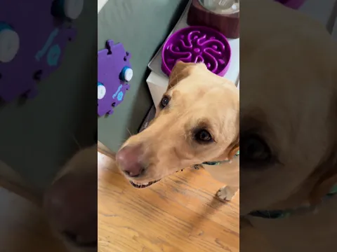 Smart Dog Learns To TALK!!! 🤩