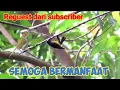 Download Lagu Suara Cuitan Kolibri Manggar Kombinasi Prenjak Lumut Untuk Pikat