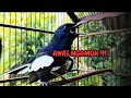 Lagu suara BURUNG kacer GACOR ngeplong KONSLET Tarung ini Paling Ampuh buat PANCINGAN KACER agar EMOSI