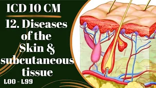 DISEASES OF THE SKIN SUBCUTANEOUS TISSUE Chapter 12 ICD-10-CM Chapter Specific