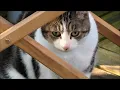 Download Lagu UPDATE ON THE STRAY CAT PLUS FEEDING  BIRDS \u0026 SQUIRRELS