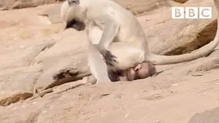 A Young Monkey S First Experience Baby Sitting Life Story BBC 