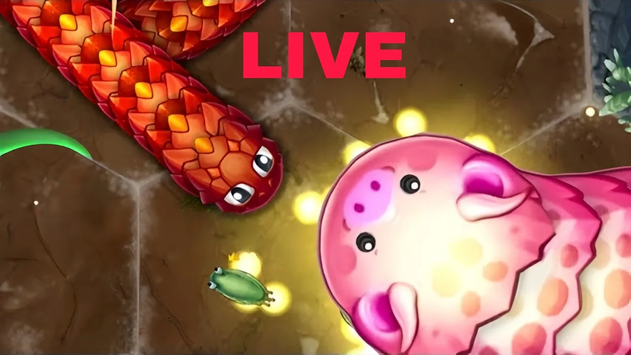 Little big snake!! Live
