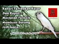 Download Lagu Kenari tembakan kasar dan rapat, masteran terbaik membuat burung jadi juara
