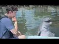 Download Lagu Dolphins Shocked When I Speak Their Language