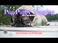 Sounds for Sleeping The Sound of a Pug Puppy Snoring Dark Screen 9 Hours