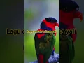 Download Lagu lagu daerah bahasa yali kabupaten Yahukimo (CPT,jhon ulunggi official 2025