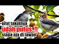 Download Lagu BURUNG BANDANGAN EDAN, BARU MASUK AVIARY LANGSUNG MENGGILA..GACOR KOAR-KOAR NANTANGIN GELUT !!