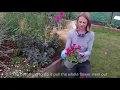 How to care for Alstroemeria Peruvian Lilies