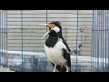 Download Lagu Suara Jalak Suren Gacor Mompa Full Isian Variasi Cocok Buat Masteran Burung Jalak Agar Rajin Bunyi