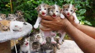 Quality kittens 😍 | Kittens Meowing | Cat sounds | Cat videos | Cat | Persian cat | Meowing sound