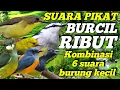 Download Lagu SUARA PIKAT BURCIL RIBUT | KOMBINASI 6 SUARA BURUNG KECIL