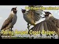 Download Lagu AMPUH,‼️ SUARA PIKAT BURUNG KUTILANG TARUNG. PILIHAN PEMIKAT..
