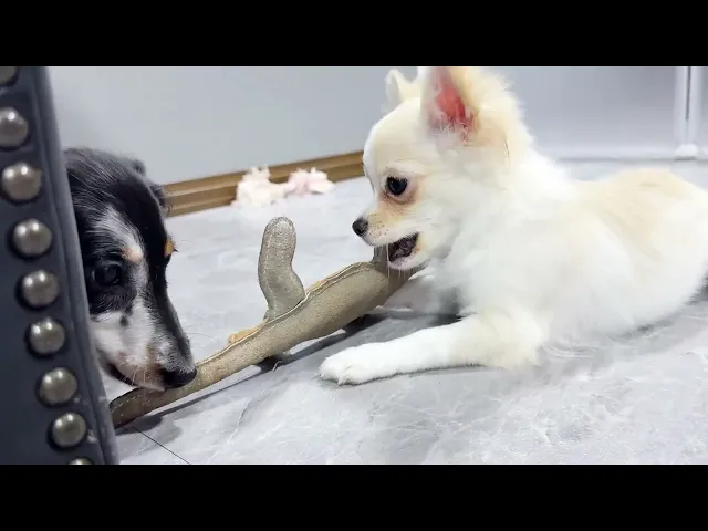 動画