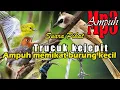 Download Lagu Suara pikat burung merbah atau trucuk dan Semua burung kecil,Suara trucuk kejepit untuk pikat AMPUH