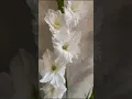 Download Lagu как вырастить высокие ровные гладиолосы своими руками
