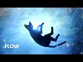 Download Lagu Cat's Cosmic Dance with the Bird - Flow (2024) | CLIP
