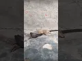 Download Lagu Snake kill Mongoose Live footage near my home guys 🤯 🐍🦝 life mai first time dekha #snake #viral