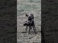 Download Lagu when wild dogs behave like wild dogs 🐕 🤣 🤪 😂 #100shorts2024 #youtubechamps